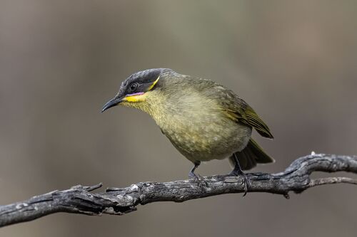 Purple-gaped Honeyeater (Lichenostomus cratitius)