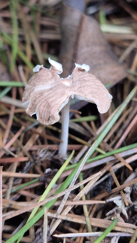 Collybiopsis biformis