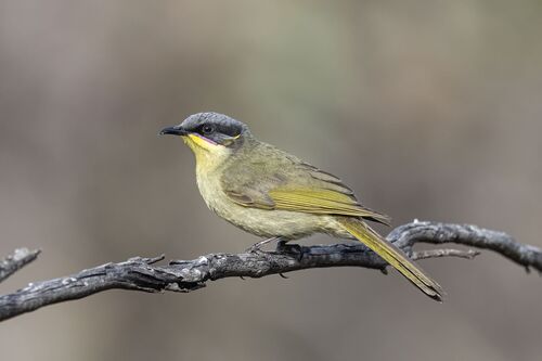Purple-gaped Honeyeater (Lichenostomus cratitius), photo 2