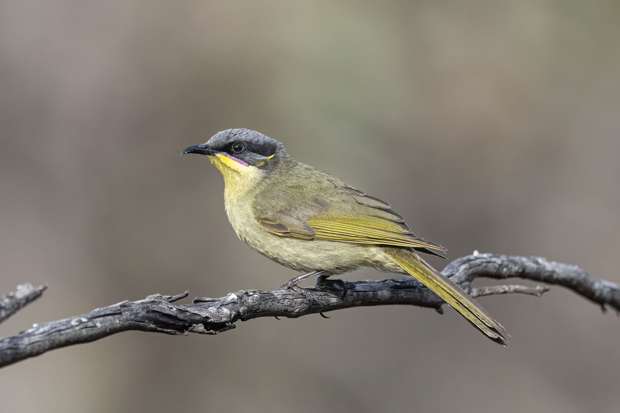 Purple-gaped Honeyeater (Lichenostomus cratitius), photo 2
