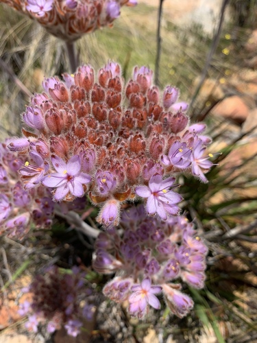 Image of Dilatris corymbosa by (c) Matthew Fainman, some rights reserved (CC BY)