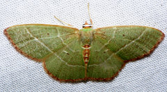 Nemoria lixaria