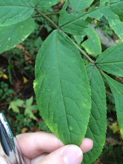 Sambucus racemosa racemosa