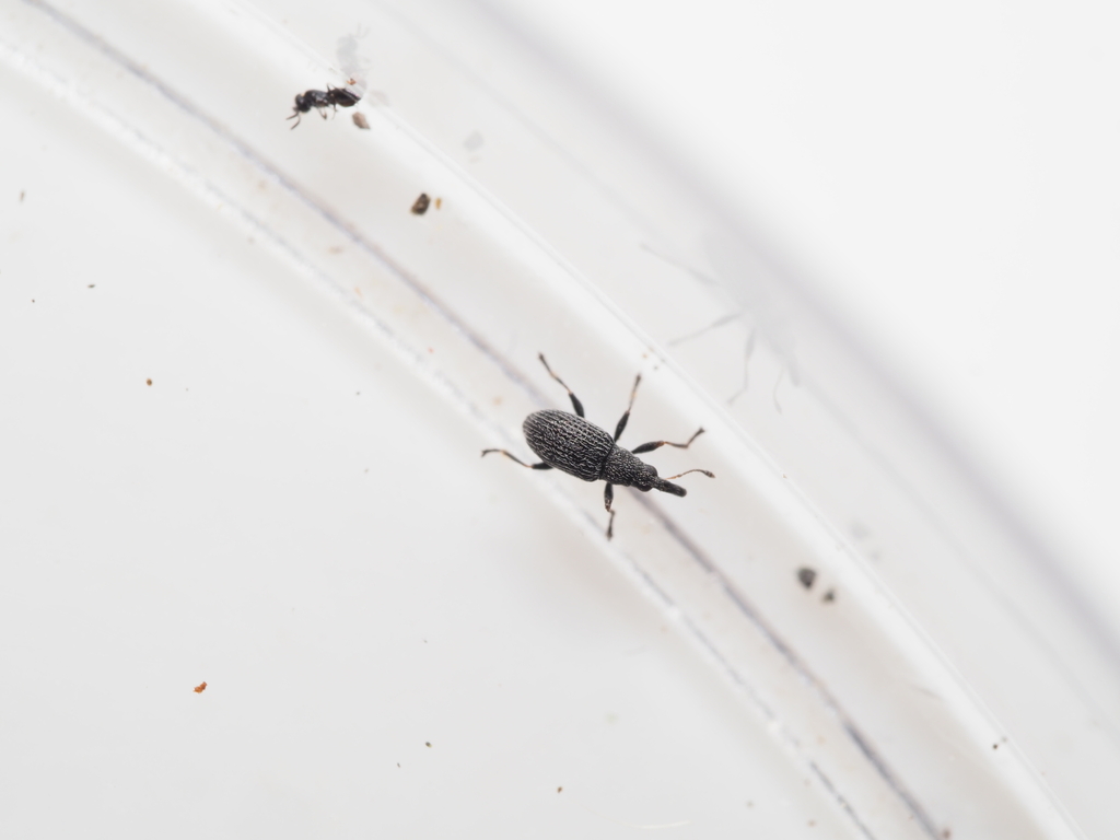 Squamapion cineraceum