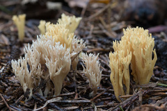 Phaeoclavulina eumorpha