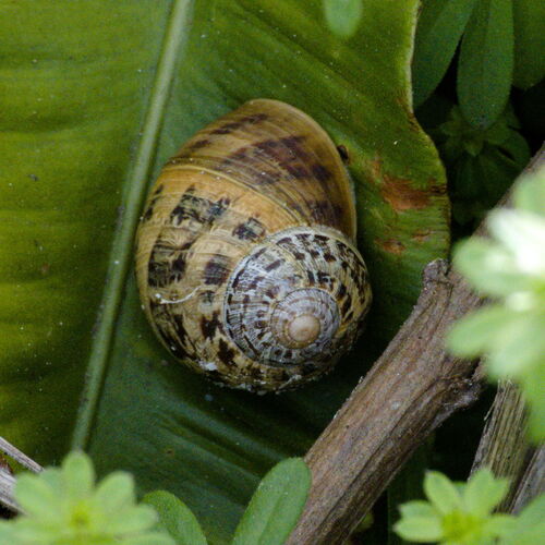 Cornu aspersum