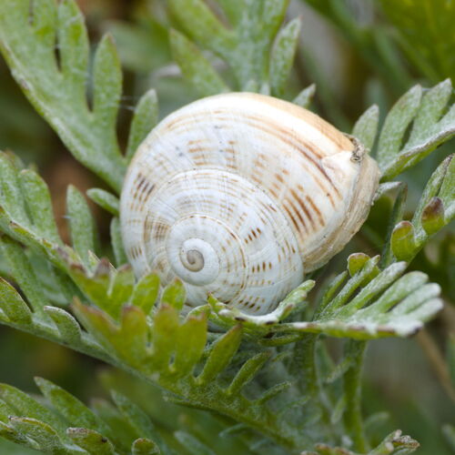 Theba pisana