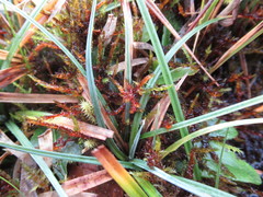 Sarmentypnum sarmentosum