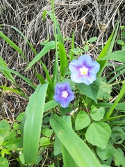 Ipomoea parasitica