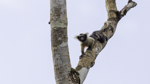 Santarém Marmoset