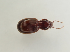 Gastrellarius honestus