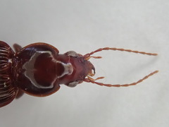 Gastrellarius honestus