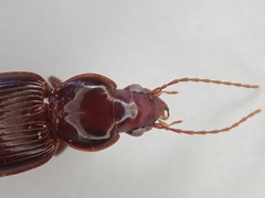 Gastrellarius honestus