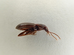 Gastrellarius honestus