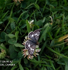 Burnsius adepta