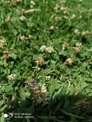 Burnsius adepta