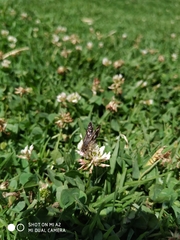 Burnsius adepta