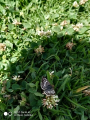 Burnsius adepta