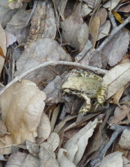 Pseudacris streckeri