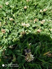Burnsius adepta
