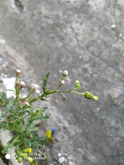 Senecio vulgaris