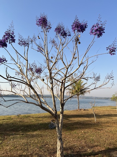Jacaranda brasiliana, 2025-09-11