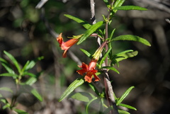 Diplacus puniceus