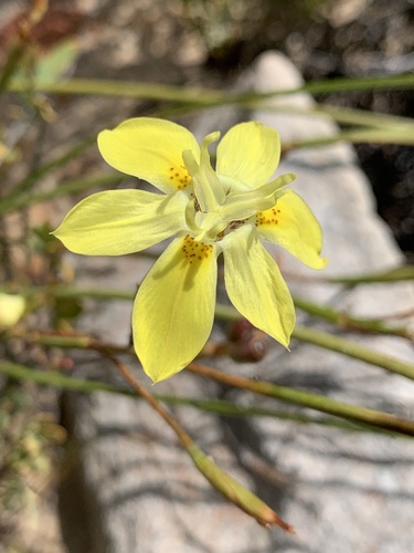Moraea bituminosa (L.f.) Ker Gawl.