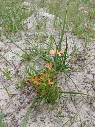 Wachendorfia multiflora (Wachendorfia multiflora)