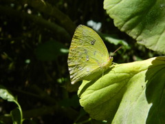 Phoebis neocypris neocypris