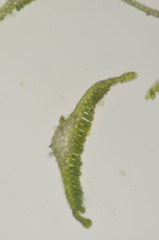 Polytrichum longisetum