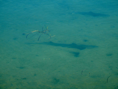 Mustelus californicus