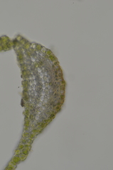 Polytrichum longisetum