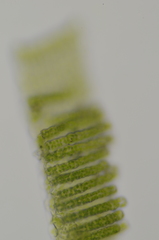 Polytrichum longisetum