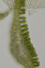 Polytrichum longisetum