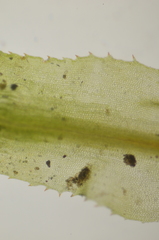 Polytrichum longisetum