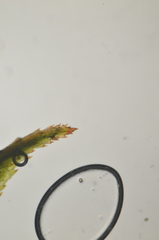 Polytrichum longisetum