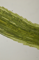 Polytrichum longisetum