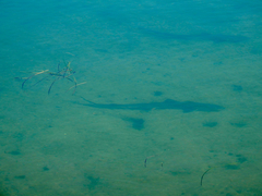 Mustelus californicus