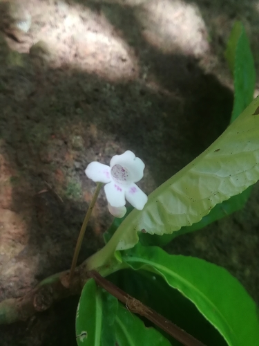 Image of Tetranema roseum by (c) Erick Vélez Sánchez, some rights reserved (CC BY)