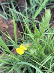 Pearsonia aristata