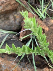 Pearsonia aristata