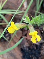 Pearsonia aristata