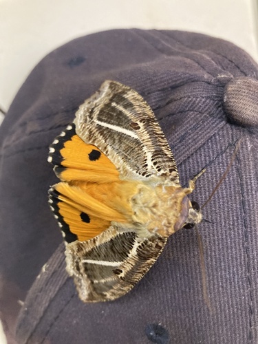 Dot-underwing Moth