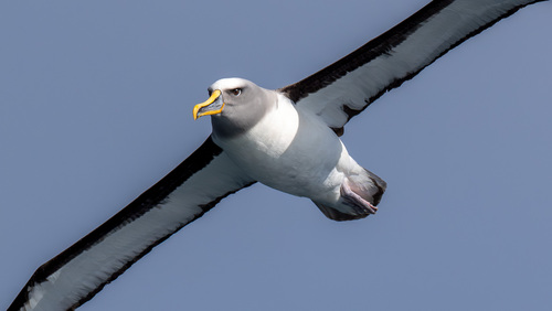 Bulleralbatros (Thalassarche bulleri)