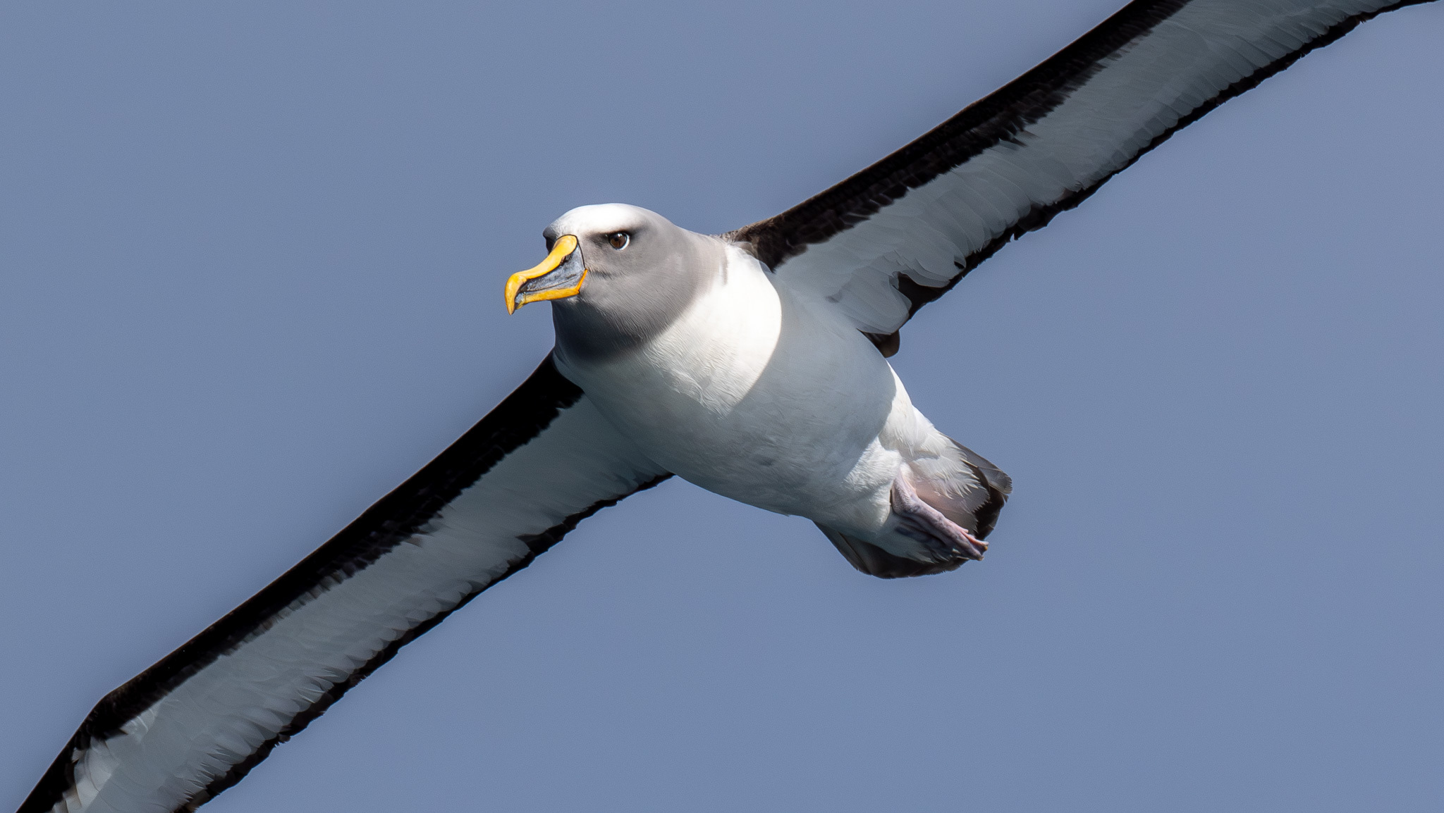 Buller's Albatross illustration