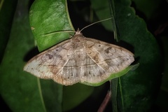 Anticarsia irrorata