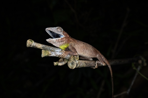 Burmese False Bloodsucker