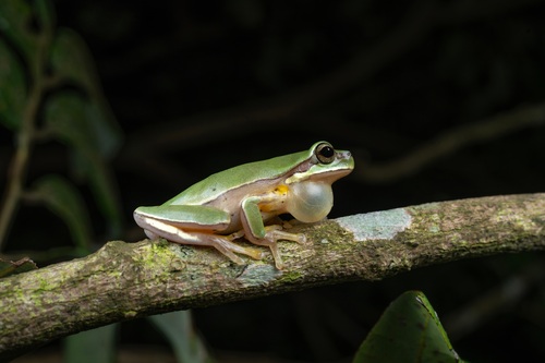 Annam Tree Frog