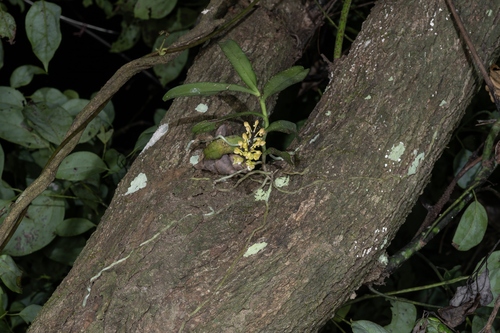 Robiquetia succisa